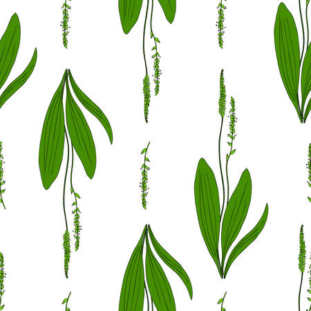 Seamless herbal pattern, Great plantain, Plantago major medicinal plant wild field flower isolated on white background, hand drawn vector doodle ink sketch for design package tea, cosmetic, medicineのイラスト素材