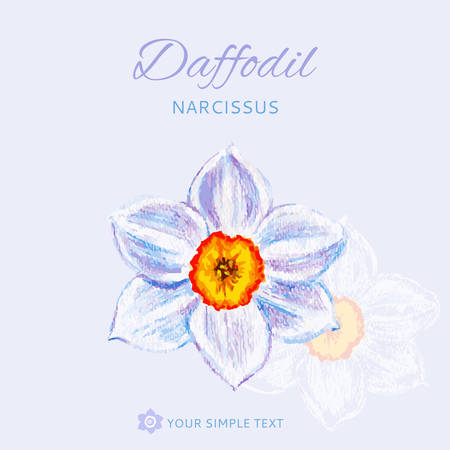 Narcissus flower watercolor illustration isolated on light background, decorative paining texture, Hand drawn vector frame. design cover for packaging, label, cosmetic, greeting card, wedding inviteのイラスト素材