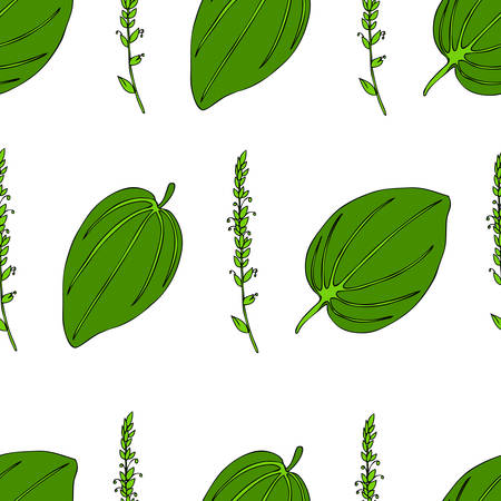 Seamless herbal pattern Great plantain, Plantago major medicinal plant wild field flower isolated on white background, hand drawn vector illustration texture for design package tea, cosmetic, medicineのイラスト素材