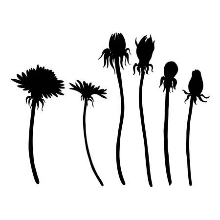 Dandelion flowers vector botanical hand drawn silhouette isolated on white bakcground, floral set, decorative elements for design greeting card, package cosmetic, wedding invitation, natural medicineのイラスト素材
