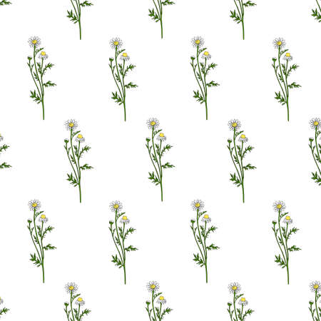 Chamomile wild field flower isolated on white background, botanical hand drawn Daisy sketch, vector illustration, seamless pattern for design package tea, natural cosmetic, medicine, decorative fabricの写真素材