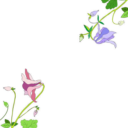 Aquilegia or Columbine flower hand drawn colorful vector botanical illustration, floral frame isolated on white background, decorative border for design greeting card, wedding invitation, cosmeticsのイラスト素材