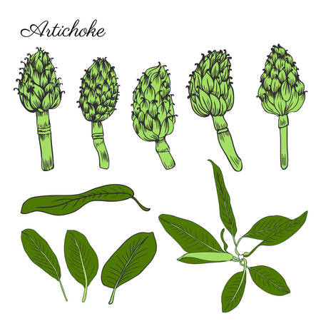 Artichoke hand drawn vector set isolated on white background, graphic herbal decorative colorful plant, Organic food ingredient illustration, for design healthy market, restaurant menu, cosmeticsのイラスト素材