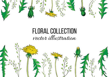 Dandelion flower, Capsella plant hand drawn vector ink color sketch isolated on white backdrop, Decorative graphic floral frame for natural cosmetic, design package tea, florist shop, wedding inviteのイラスト素材
