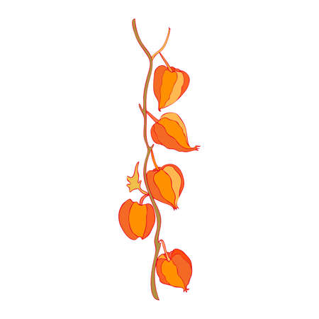 Physalis hand drawn doodle vector sketch isolated on white background, graphic colorful berry, Organic healthy food ingredient, decorative illustration for healthy market, restaurant menu, cosmeticsのイラスト素材