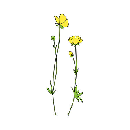 Buttercup flower or Crowfoot twig set vector illustration isolated on white background, ink sketch, decorative herbal doodle, line art for design medicine, wedding invitation, greeting card, cosmeticのイラスト素材