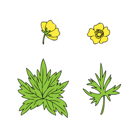 Buttercup flower and leaf or Crowfoot vector illustration isolated on white background, decorative herbal colorful doodle silhouette for design medicine, wedding invitation, greeting card, cosmeticのイラスト素材