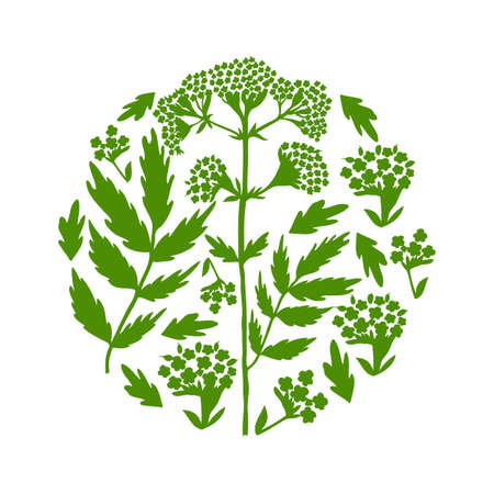 Valeriana officinalis hand drawn vector illustration isolated on white background, round frame silhouette sketch for design package cosmetic, organic medicine, greeting card, herbal green tea labelのイラスト素材
