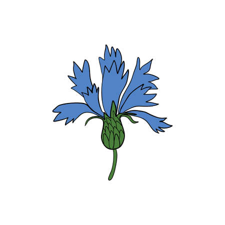 Decorative Cornflower, knapweed vector hand drawn ink illustration isolated on white, colorful flower, bud, doodle sketch, Centaurea botanical herb for design herbal tea, cosmetic, medicineのイラスト素材