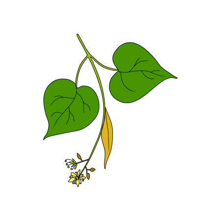 Linden flower sprig, decorative graphic basswood vector hand drawn ink illustration isolated on white, colorful honey flower and leaf, doodle sketch brunch for design herbal tea, cosmetic, medicineのイラスト素材