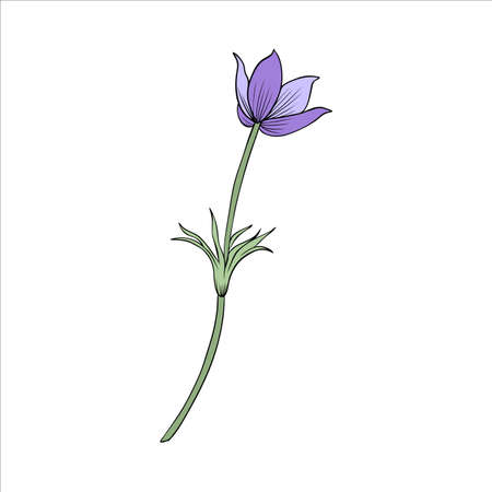 Lumbago meadow, Pulsatilla flower ink sketch, Vector Pasque flower isolated on white, floral colorful illustration, Botanical drawing of Perennial poisonous flowering plant for designのイラスト素材