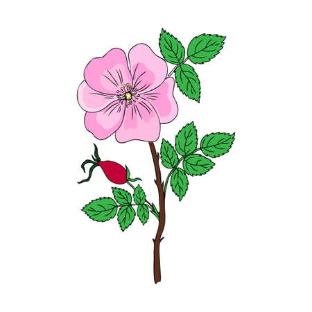 Wild rose, briar, hand drawn dogrose berry vector illustration isolated on white background, decorative rosehip colorful element for design cosmetic, natural medicine, herbal tea, health organic foodのイラスト素材