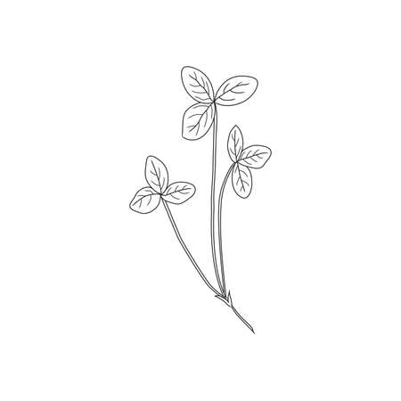 Red clover, Shamrock wild field flower isolated on white, botanical hand drawn doodle ink vector illustration, line art for design package tea, cosmetic, medicine, greeting card, wedding invitationのイラスト素材