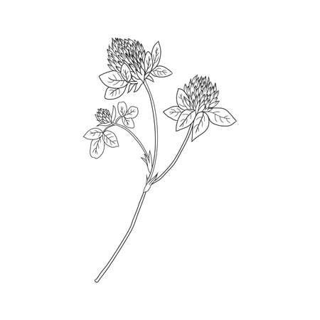 Graphic red clover, Shamrock wild field flower isolated on white, botanical hand drawn doodle ink vector illustration for design package tea, cosmetic, medicine, greeting card, wedding invitationのイラスト素材