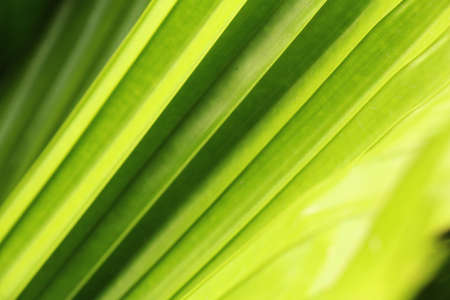 Natural Folding Leaf