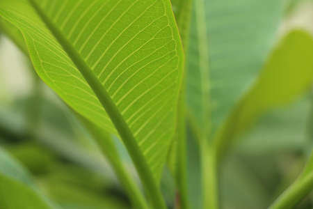 Green Leafの写真素材