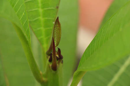 Waiting to Growの写真素材