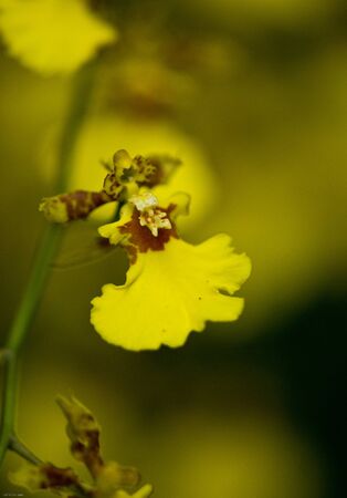 orchidの写真素材