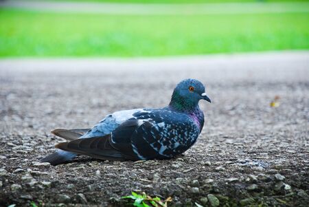 Pigeon on a roadの写真素材