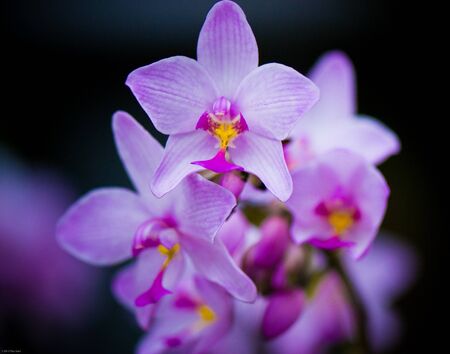 Orchid bunch pink
