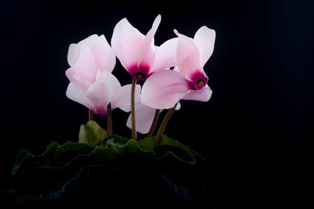 White cyclamen flower on a black backgroundの写真素材