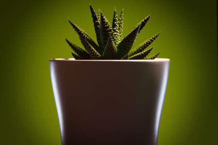 Elegant green flower in a white pot. Dark background. Kaktus. Succulent.の写真素材