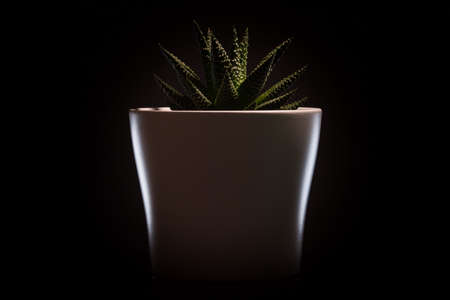 Elegant green flower in a white pot. Dark background. Kaktus. Succulent.の写真素材