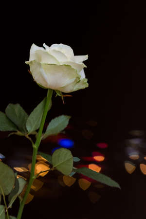 Rosa on the background lights of the night cityの写真素材