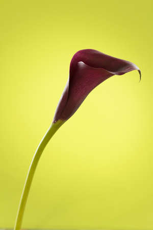 Single flower. Elegant Calla flower on a green backgroundの写真素材