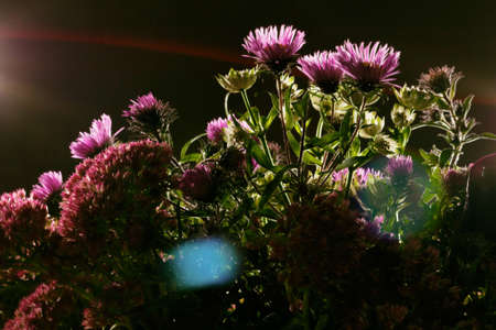 Bouquet of wild flowers on a dark background. Bouquet of dried wild flowers on a black texture...