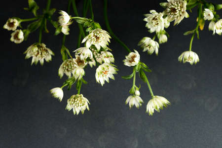 Flowers of wildlife fantastic beauty. Studio shooting on a black background. Flowers in the water.の写真素材