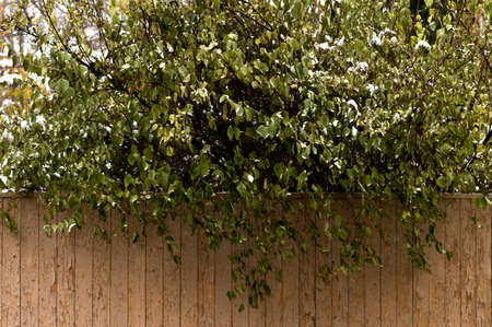 Green tree under the first snow in october. Moscow, Russia. Wooden old fenceの写真素材