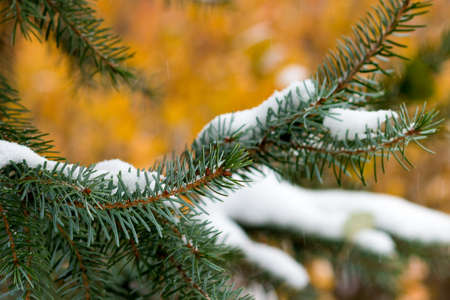 Christmas tree on bright background. Bright colors of autumn nature covers the first snowの写真素材