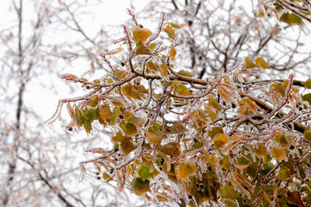 Tree branch with multi-colored leaves covered with ice. Freezing rain picturesquely frozen trees. November. The arrival of winter. Russia.の写真素材