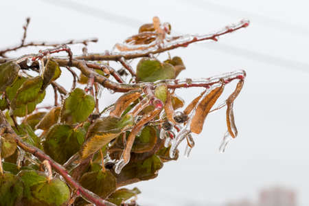 Tree branch with multi-colored leaves covered with ice. Freezing rain picturesquely frozen trees. November. The arrival of winter. Russia.の写真素材