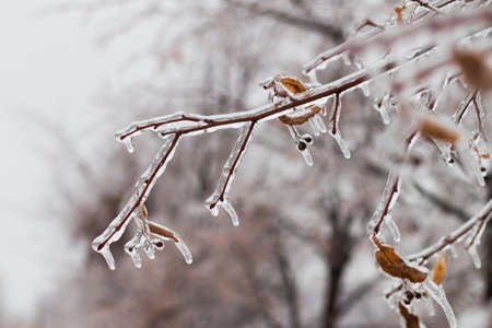 Tree branch with multi-colored leaves covered with ice. Freezing rain picturesquely frozen trees. November. The arrival of winter. Russia.の写真素材