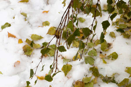 Tree branch with multi-colored leaves covered with ice. Freezing rain picturesquely frozen trees. November. The arrival of winter. Russia.の写真素材
