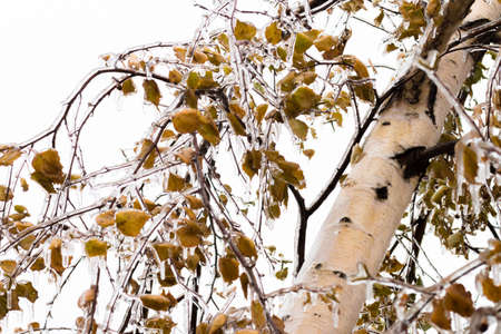 Tree branch with multi-colored leaves covered with ice. Freezing rain picturesquely frozen trees. November. The arrival of winter. Russia.の写真素材