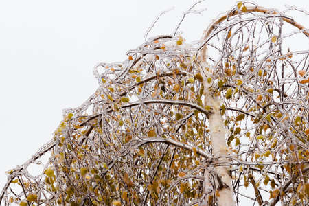 Tree branch with multi-colored leaves covered with ice. Freezing rain picturesquely frozen trees. November. The arrival of winter. Russia.の写真素材