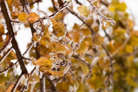 Tree branch with multi-colored leaves covered with ice. Freezing rain picturesquely frozen trees. November. The arrival of winter. Russia.の写真素材