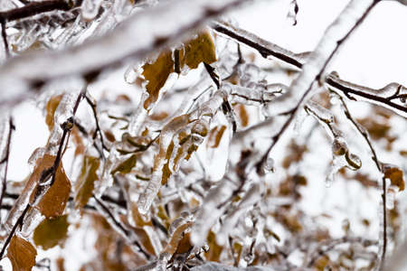 Tree branch with multi-colored leaves covered with ice. Freezing rain picturesquely frozen trees....