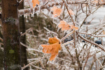 Tree branch with multi-colored leaves covered with ice. Freezing rain picturesquely frozen trees. November. The arrival of winter. Russia.の写真素材