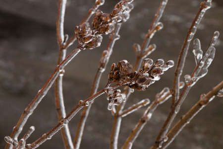 Tree branch covered with ice. Freezing rain picturesquely frozen trees. November. The arrival of winter. Russia.の写真素材