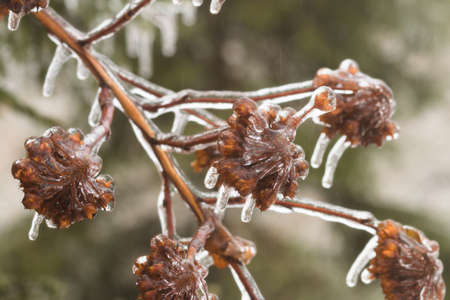 Tree branch covered with ice. Freezing rain picturesquely frozen trees. November. The arrival of winter. Russia.の写真素材