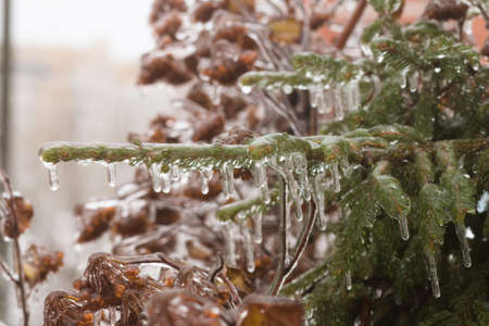 Picturesque fir branch covered with ice. Freezing rain picturesquely frozen trees. November. The...
