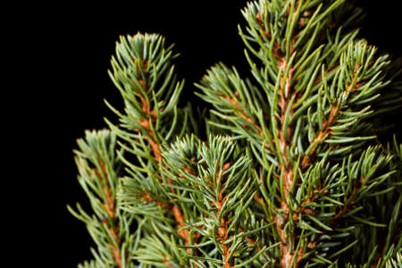 Christmas Tree. Pine tree closeup. Fir tree branches macro. Canadian blue spruce.