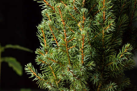 Christmas Tree. Pine tree closeup. Fir tree branches macro. Canadian blue spruce.