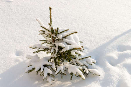 Russian winter. Small Christmas tree covered with snow, white background. Russian nature. Scenic view of the winter snow-covered forest. Winter landscape in the forest at sunset.の写真素材