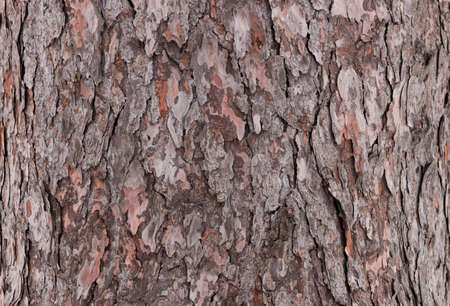 Texture closeup of tree bark. Background of bark tree