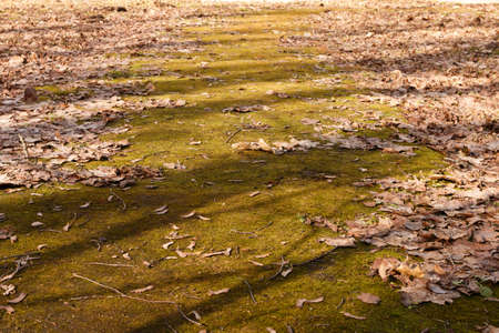 Path in the park, covered with moss and old dry leaves. Spring in the park.
